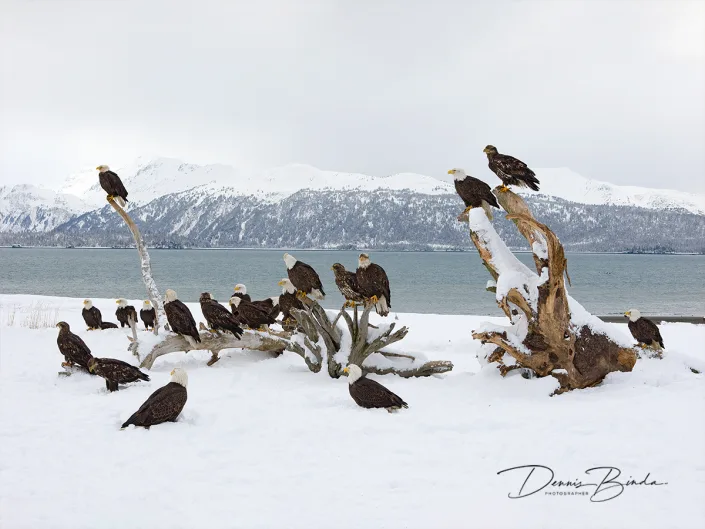 Amerikaanse zeearend - Bald eagle - Haliaeetus leucocephalus
