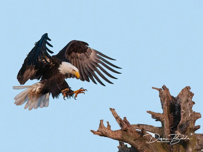 Amerikaanse zeearend - Bald eagle - Haliaeetus leucocephalus