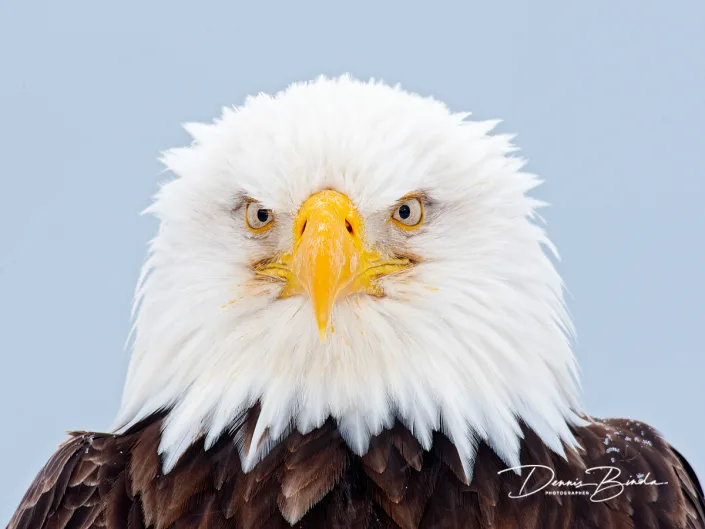 Amerikaanse zeearend - Bald eagle - Haliaeetus leucocephalus