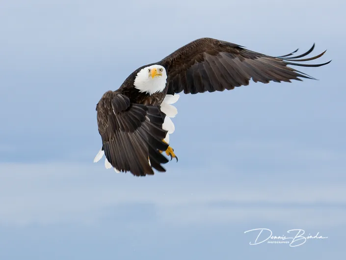 Amerikaanse zeearend - Bald eagle - Haliaeetus leucocephalus