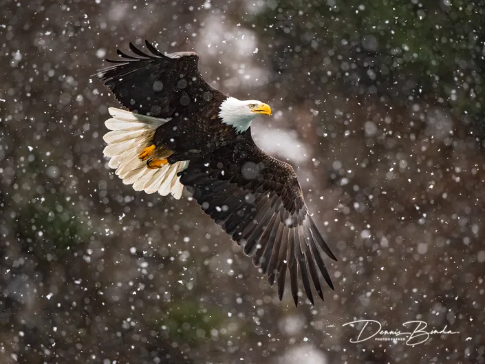 Amerikaanse zeearend - Bald eagle - Haliaeetus leucocephalus