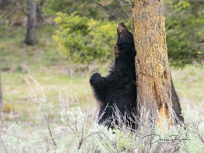 Amerikaanse zwarte beer - Black bear - Ursus americanus