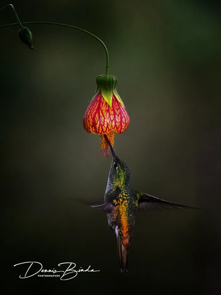 Andesamazilia - Andean Emerald (female) - Uranomitra franciae