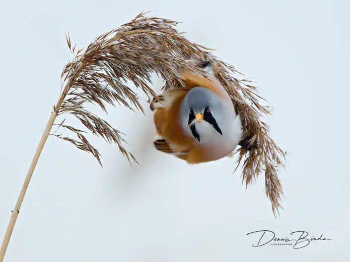 Baardman - Bearded Tit - Panurus biarmicus