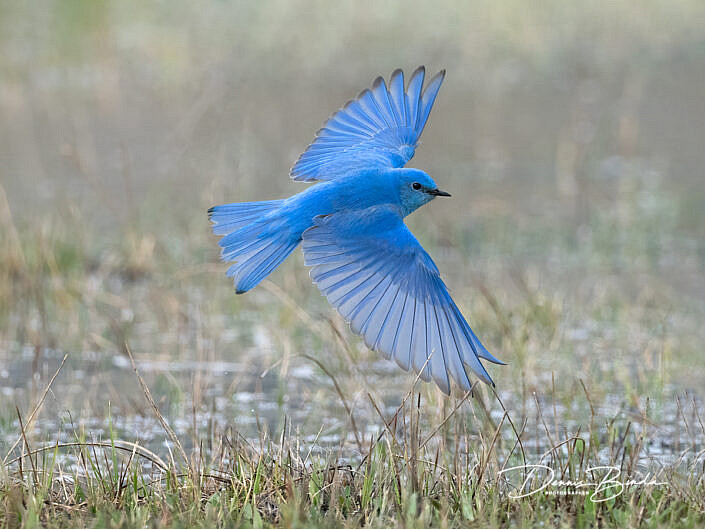 Bergsialia - Mountain blue bird - Sialia currucoides