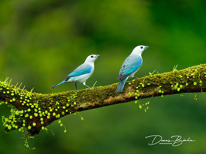Bisschopstangare - Blue-gray tanager - Thraupis episcopus