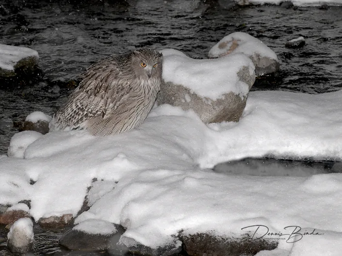 Blakiston's fish owl - Blakistons visuil - Ketupa blakistoni
