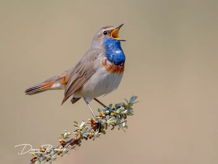 Blauwborst - Blue Throat - Luscinia svecica