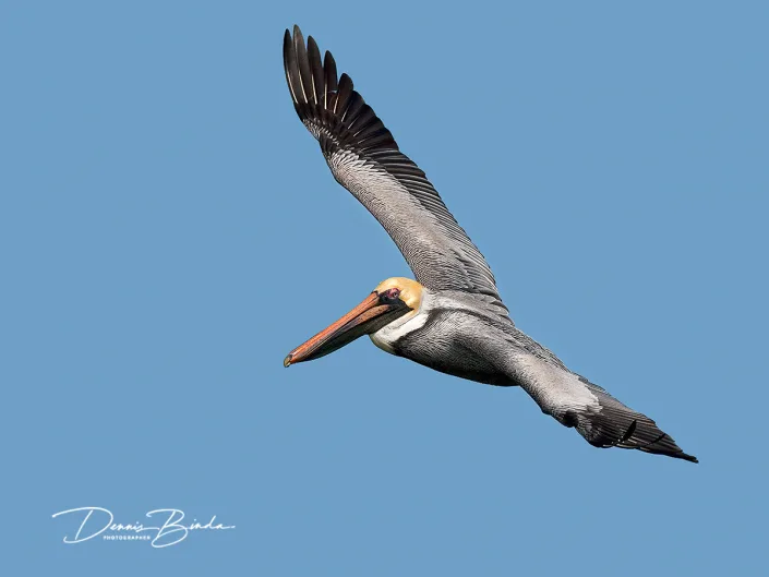 Bruine Pelicaan - Brown Pelican - Pelecanus occidentalis