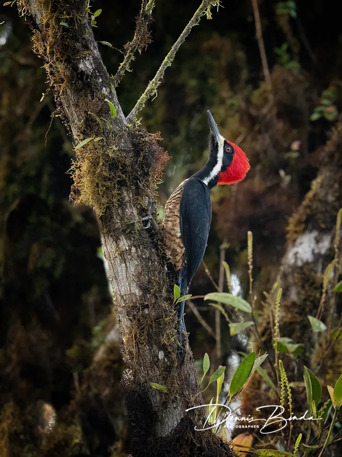 Bruingebandeerde Specht - Powerful Woodpecker - Campephilus pollens