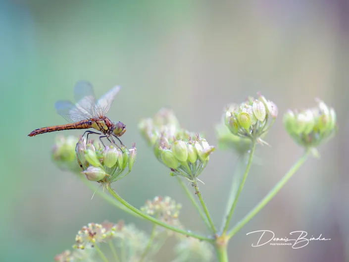 Bruinrode heidelibel - Common darter - Sympetrum striolatum