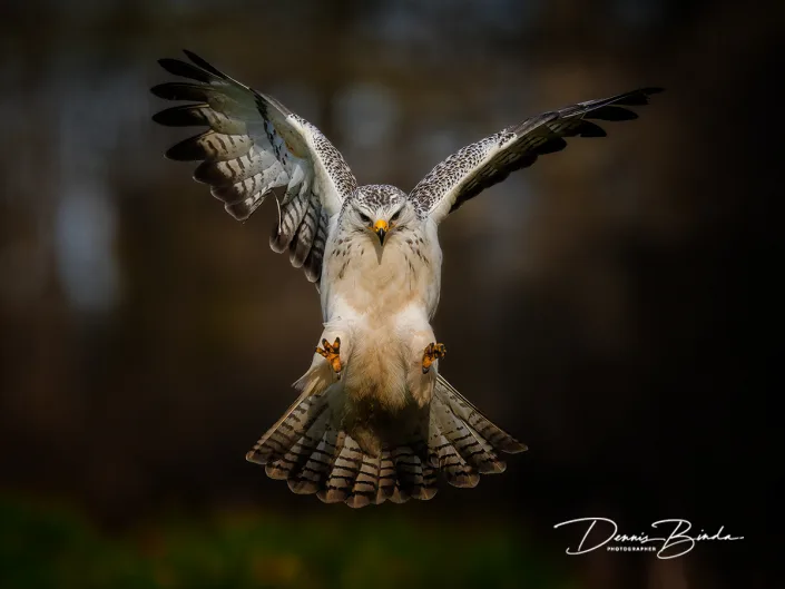 Buizerd - Common buzzard - Buteo buteo