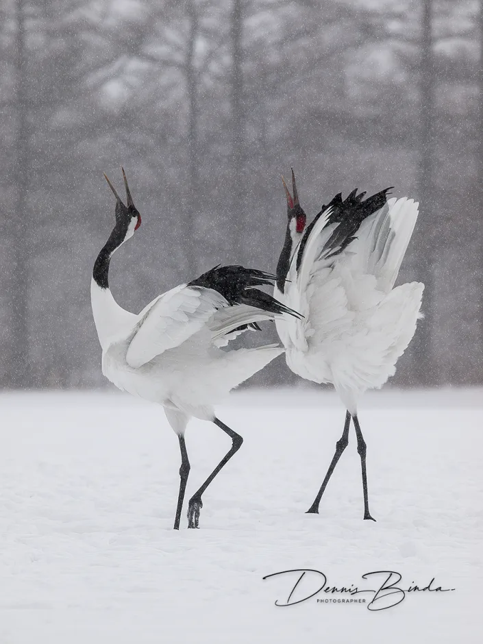 Chinese Kraanvogel - Red-crowned crane - Grus japonensis