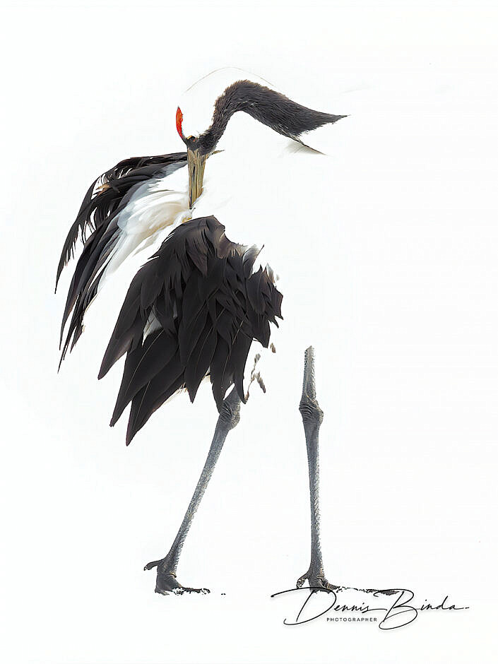Chinese Kraanvogel - Red-crowned crane - Grus japonensis