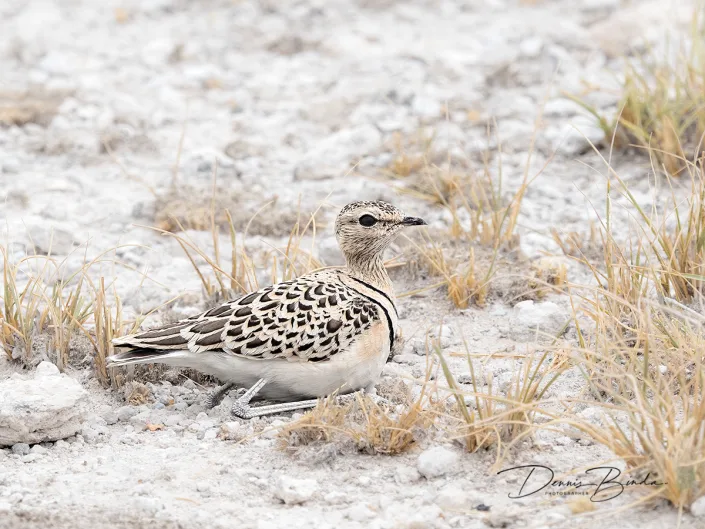 Dubbelbandrenvogel - Double-banded Courser - Smutsornis africanus