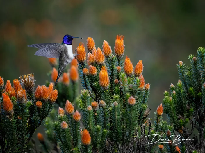 Ecuadorbergnimf - Ecuadorian hillstar - Oreotrochilus chimborazo