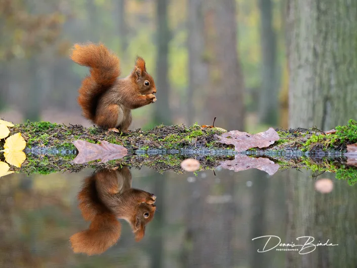 Eekhoorn - Red Squirrel - Sciurus vulgaris