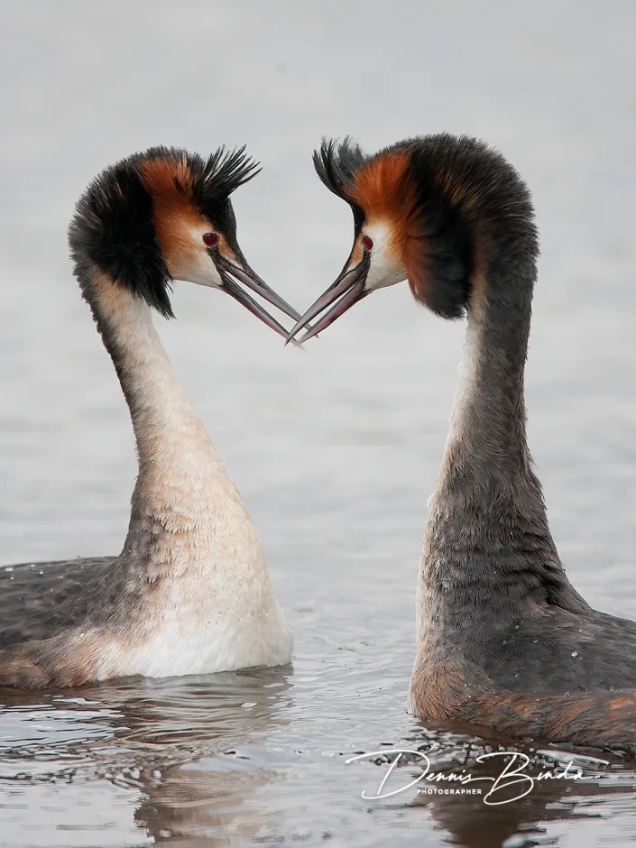 Fuut - Great Crested Grebe - Podiceps cristatus