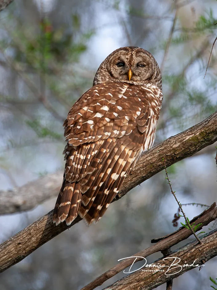 Gestreepte Bosuil - Barred Owl - Strix varia