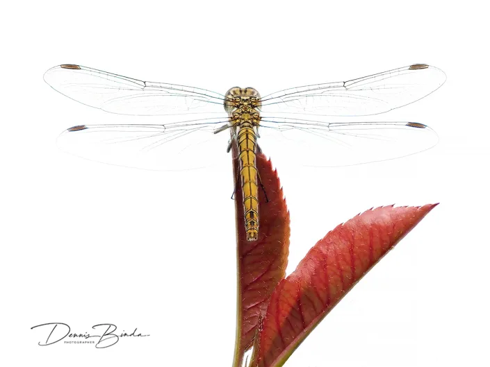 Gewone oeverlibel - Black-tailed skimmer - Orthetrum cancellatum