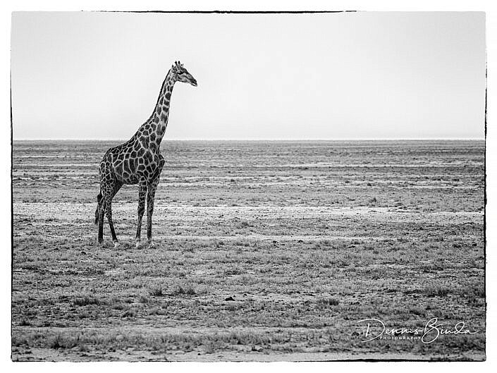 Giraf - Giraffe - Giraffa camelopardalis