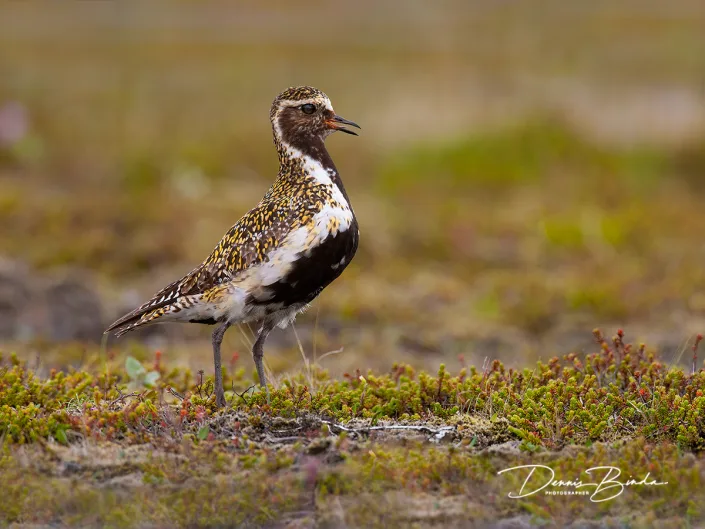 Goudplevier - Golden Plover - Pluvialis apricaria