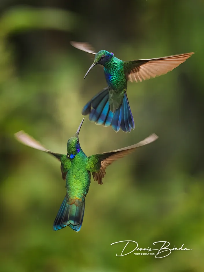 Goulds violetoorkolibrie - Sparkling Violetear - Colibri coruscans