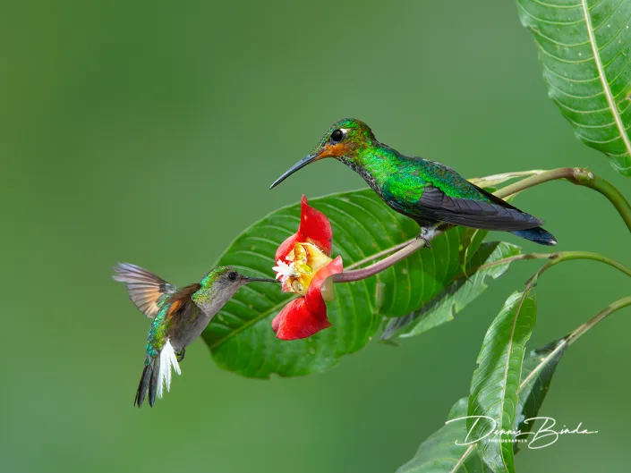 Groenkruinbriljantkolibrie en Zwartbuikkolibrie Green-crowned brillant - Heliodoxa jacula Black-bellied Hummingbird - Eupherusa nigriventris
