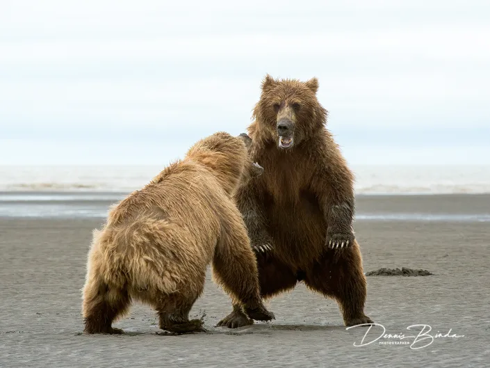 Grizzly Beer - Grizzly Bear - Ursus arctos horribilis