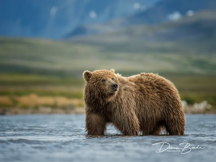 Grizzly Beer - Grizzly Bear - Ursus arctos horribilis