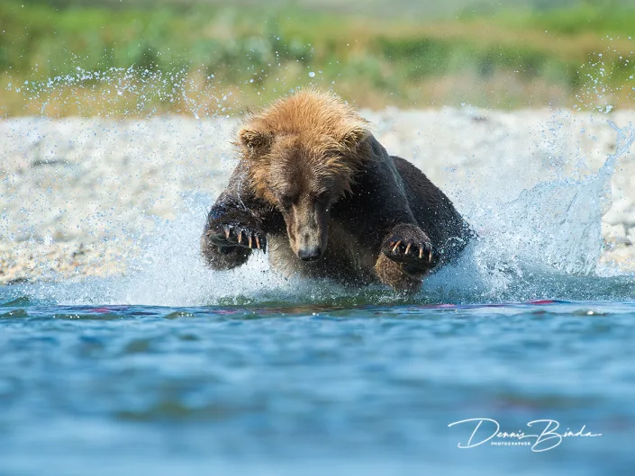 Grizzly Beer - Grizzly Bear - Ursus arctos horribilis