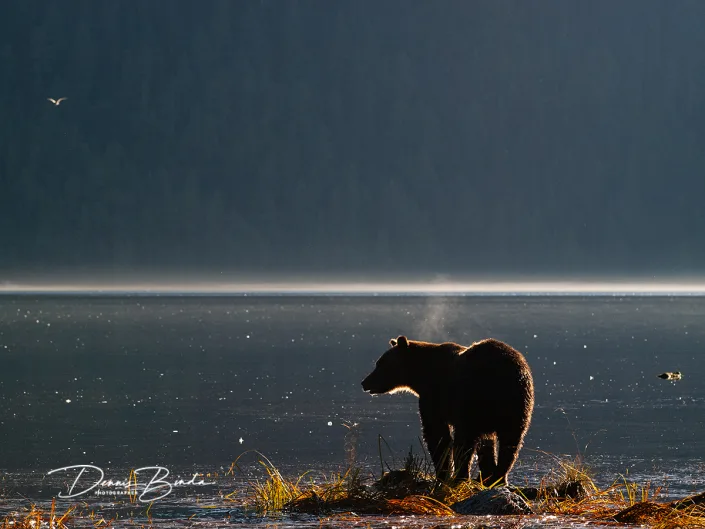 Grizzly Beer - Grizzly Bear - Ursus arctos horribilis