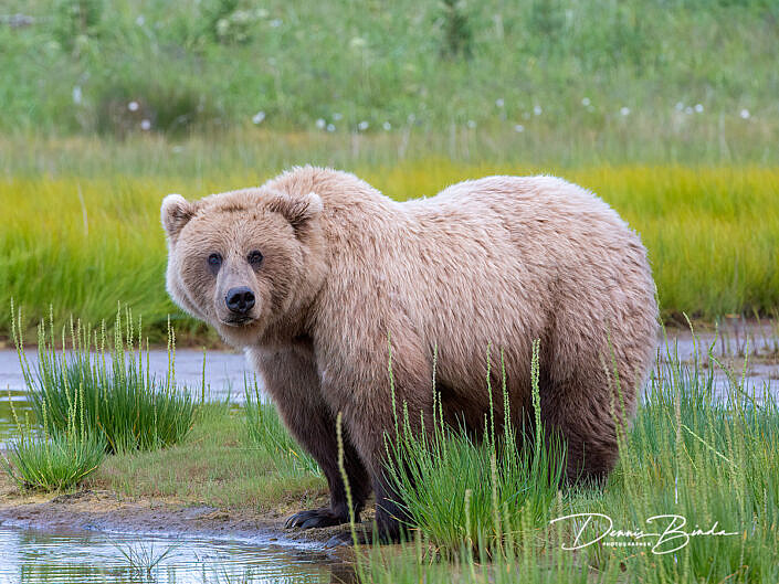 Grizzly Beer - Grizzly Bear - Ursus arctos horribilis