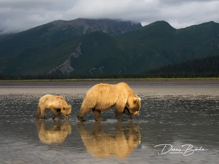 Grizzly Beer - Grizzly Bear - Ursus arctos horribilis