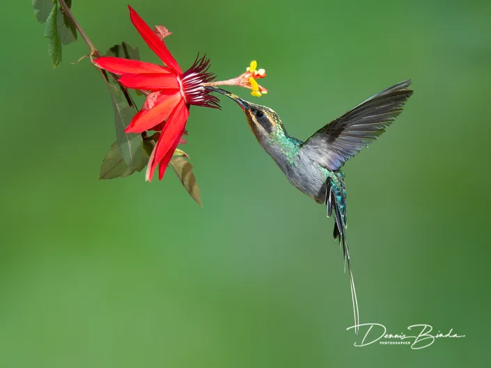 Groene heremietkolibrie - Green hermit - Phaethornis guy