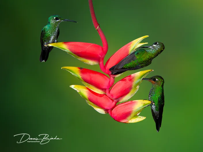 Groenkruinbriljantkolibrie - Green-crowned brilliant - Heliodoxa jacula