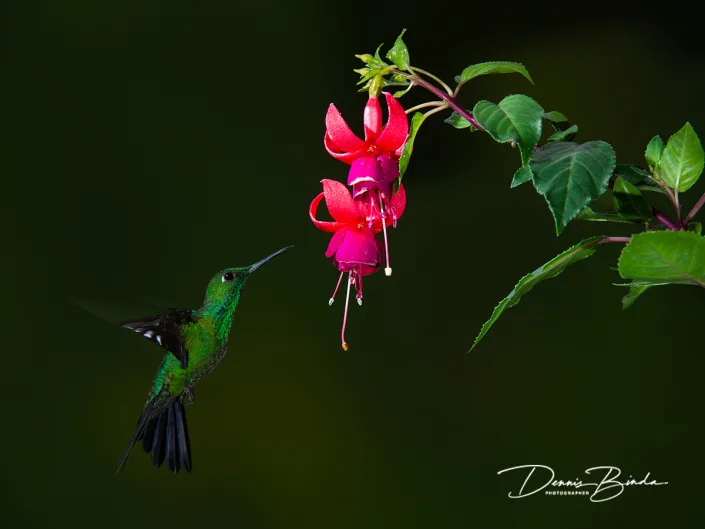 Groenkruinbriljantkolibrie - Green-crowned brilliant - Heliodoxa jacula