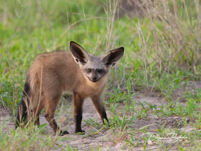 Grootoorvos - Bat-eared fox - Otocyon megalotis