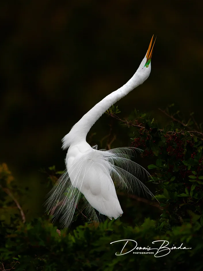 Grote Zilverreiger - Great Egret - Ardea alba