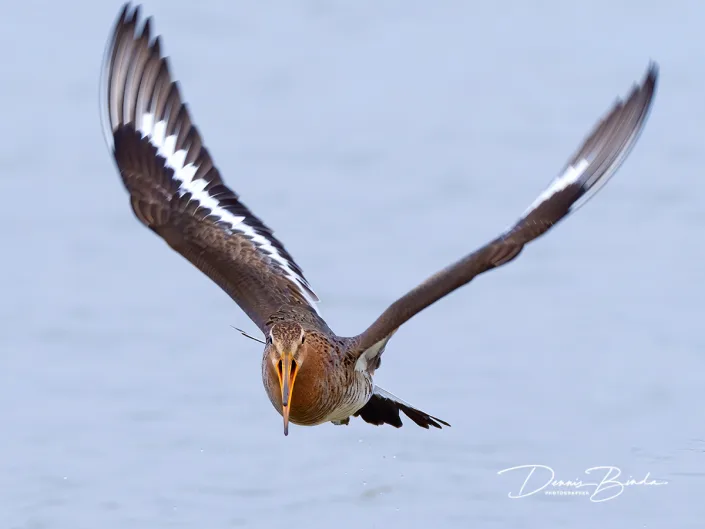 Grutto - Black-tailed godwit - Limosa limosa