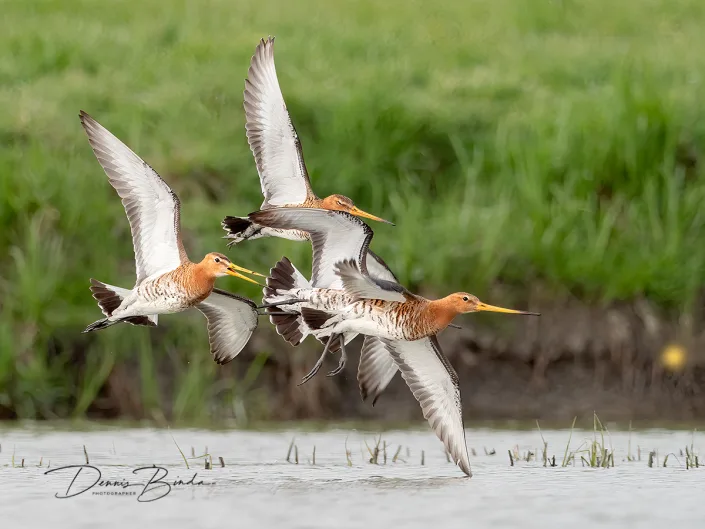 Grutto - Black-tailed godwit - Limosa limosa