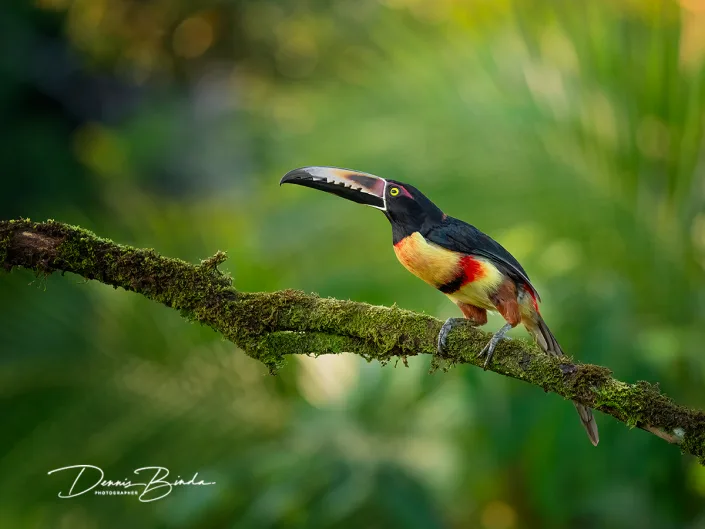 Halsbandarassari - Collared aracari - Pteroglossus torquatus