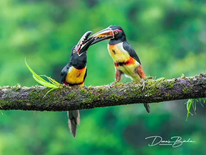 Halsbandarassari - Collared aracari - Pteroglossus torquatus