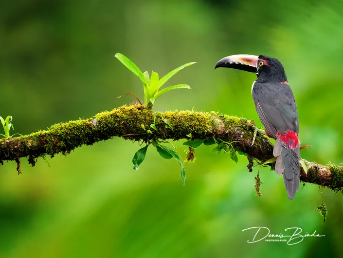 Halsbandarassari - Collared aracari - Pteroglossus torquatus