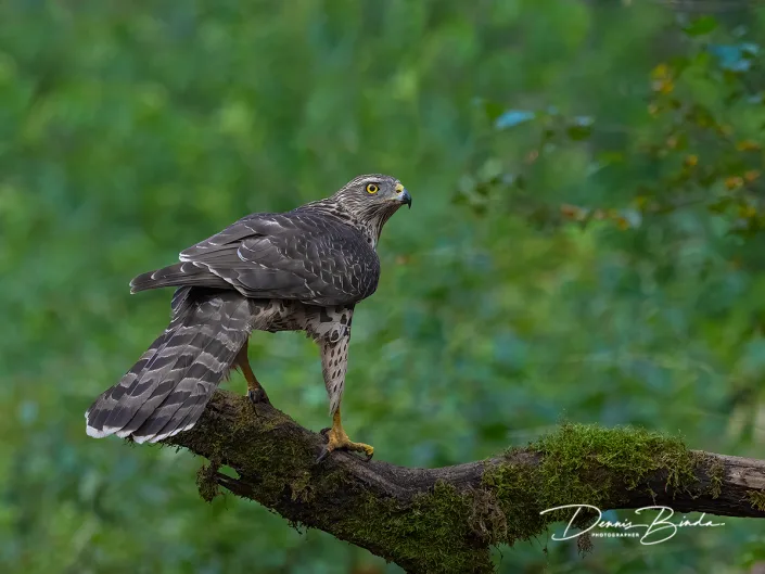 Havik - Northern goshawk - Accipiter gentilis