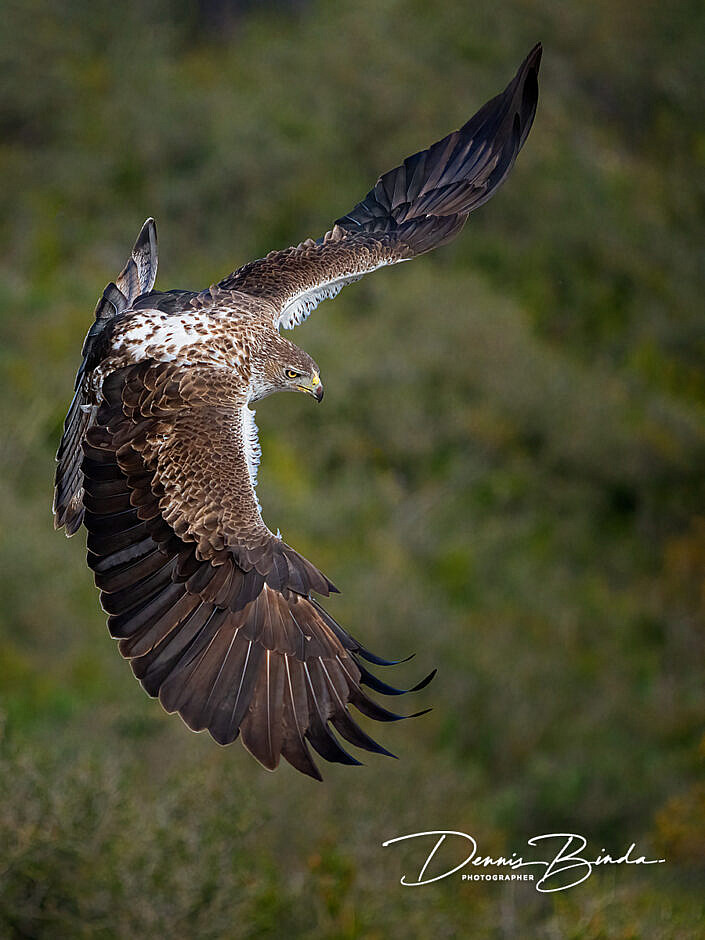 Havikarend - Bonelli’s eagle - Aquila fasciata
