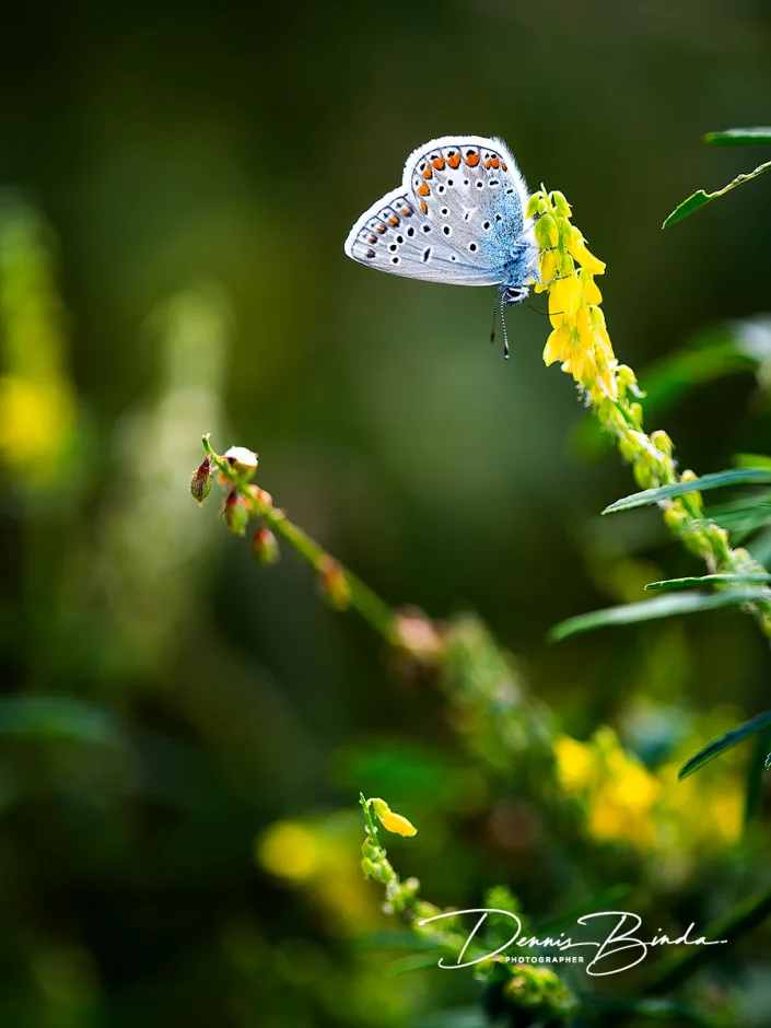 Icarusblauwtje - Common Blue - Polyommatus icarus