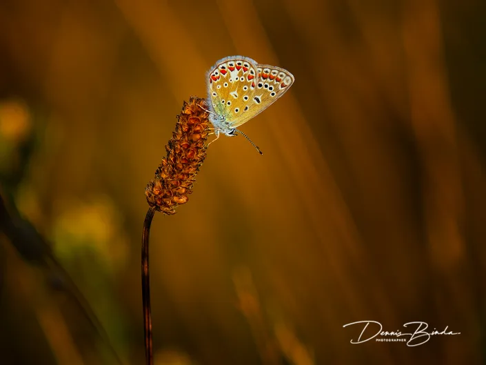 Icarusblauwtje - Common Blue - Polyommatus icarus