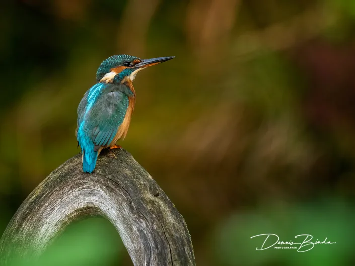IJsvogel - Common kingfisher - Alcedo atthis