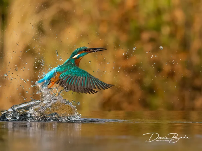IJsvogel - Common kingfisher - Alcedo atthis